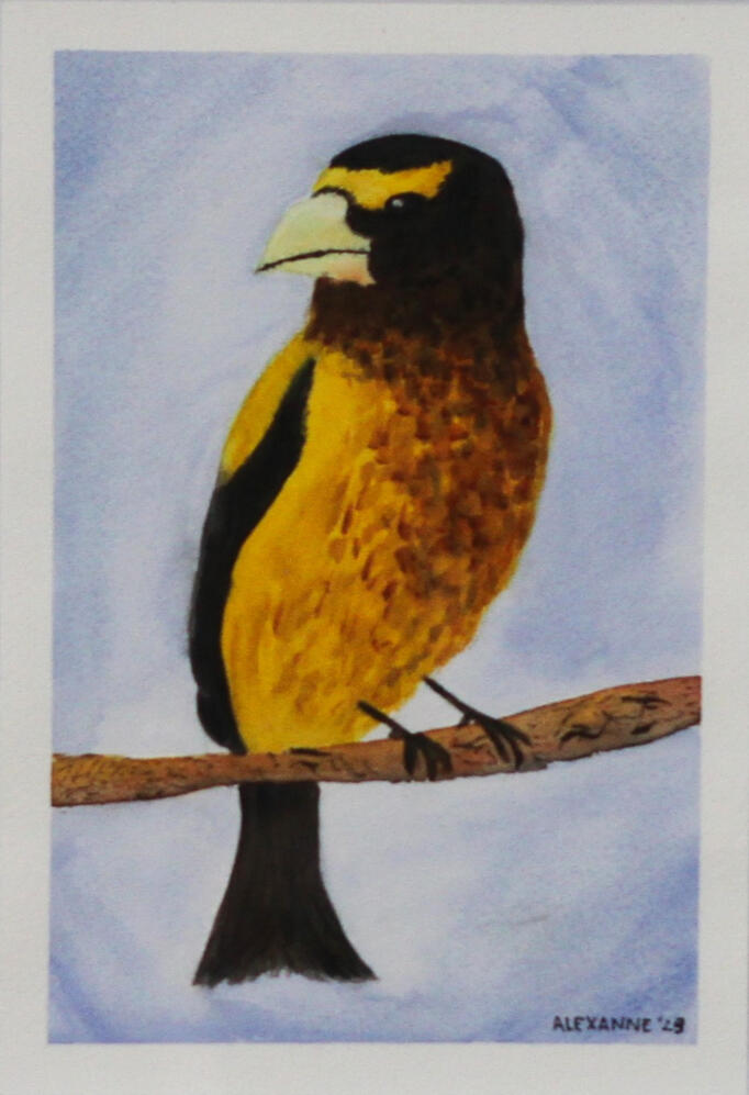 Bird, 6&quot;x9&quot;, 2023, Watercolour on paper, 30$ only the drawing or 40$ framed